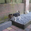 Beagle