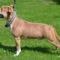 American Staffordshire Terrier