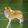Sheltie