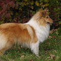Sheltie