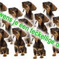 Teckel