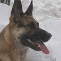 Duitse Herder