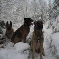 Mechelse Herder