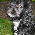 Amerikaanse Cockerspaniel