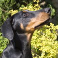 Dobermann
