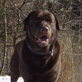 Labrador