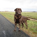 Labrador