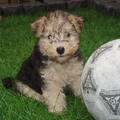 Lakeland Terrier