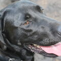 Labrador