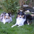Sheltie