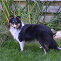 Sheltie