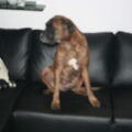 Boxer