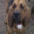 Bloedhond