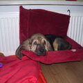 Bloedhond