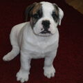 Engelse Bulldog