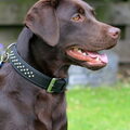 Labrador