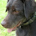 Labrador