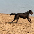 Labrador