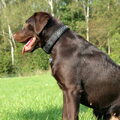Labrador