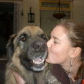 Leonberger