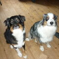 Australian Shepherd
