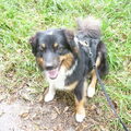 Australian Shepherd