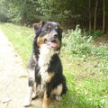 Australian Shepherd