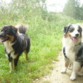 Australian Shepherd