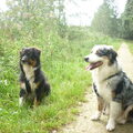 Australian Shepherd