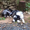 Australian Shepherd
