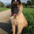 Tervuerense Herder