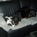 Dobermann