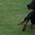Dobermann