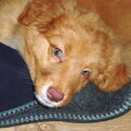 Nova Scotia Duck Tolling Retriever