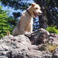 Lakeland Terrier