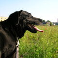 Labrador