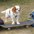 Cavalier King Charles Spaniel