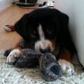 Appenzeller Sennenhond
