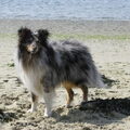 Sheltie