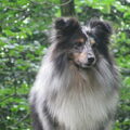 Sheltie