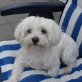 Maltezer