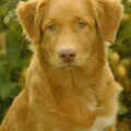 Nova Scotia Duck Tolling Retriever