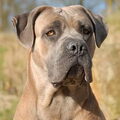 Cane Corso Italiano