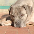 Cane Corso Italiano