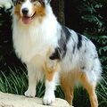 Australian Shepherd