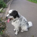 Hollandse Smoushond