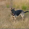 Duitse Herder