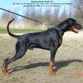 Dobermann
