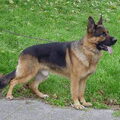 Duitse Herder