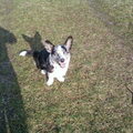 Welsh Corgi Cardigan